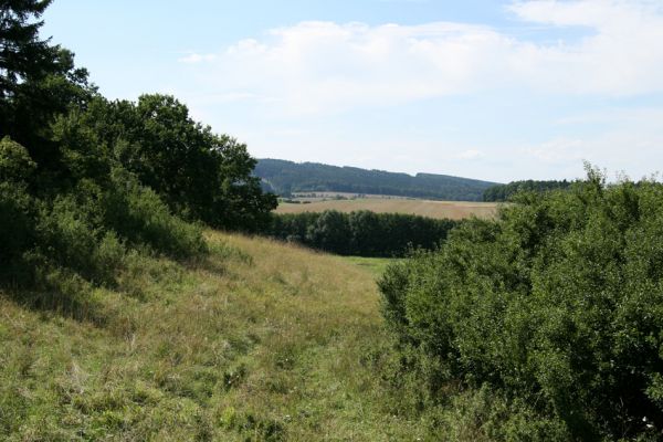 Velký Vřešťov, 19.8.2008
Neudržovaná step severovýchodně od obce. Severozápadní svah.
Schlüsselwörter: Velký Vřešťov step