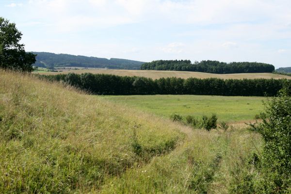 Velký Vřešťov, 19.8.2008
Neudržovaná step severovýchodně od obce. Severozápadní svah.
Klíčová slova: Velký Vřešťov step