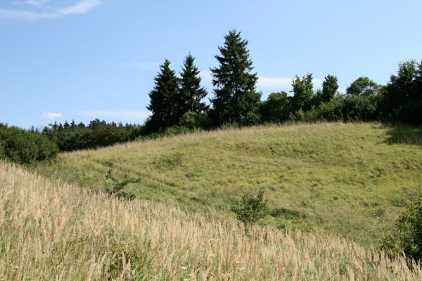 Velký Vřešťov, 19.8.2008
Neudržovaná step severovýchodně od obce. Její svahy mají nevhodnou severozápadní orientaci.
Klíčová slova: Velký Vřešťov step