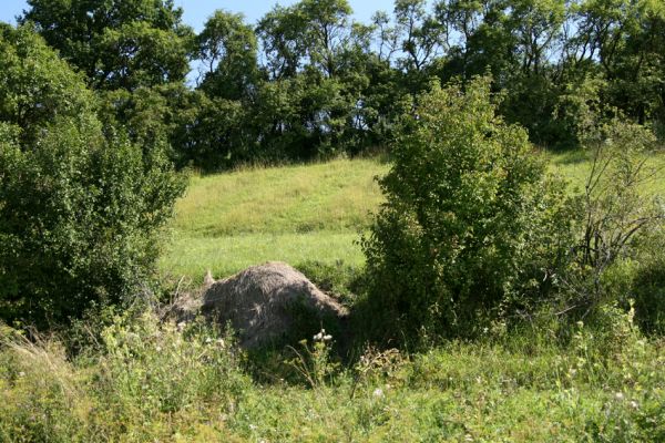 Velký Vřešťov, 19.8.2008
Udržovaná step severovýchodně od obce. Pečují o ní členové ČSOP JARO Jaroměř. Posekaná tráva se musí shrabat a shromažďovat mimo její plochu. Kde jsou ty časy, kdy se lidé málem prali o právo kosit kdejaký příkop? 
Keywords: Velký Vřešťov step