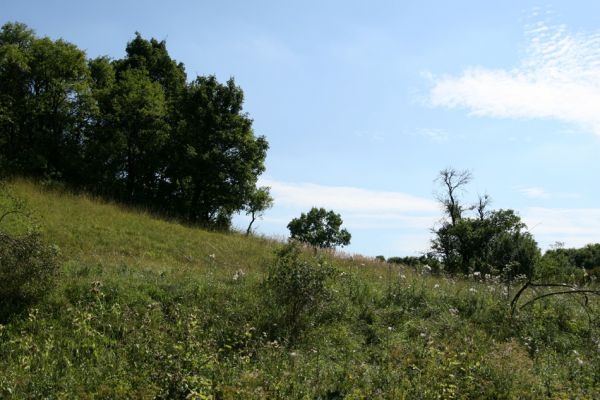 Velký Vřešťov, 19.8.2008
Udržovaná step severovýchodně od obce. Pečují o ní členové ČSOP JARO Jaroměř.
Klíčová slova: Velký Vřešťov step