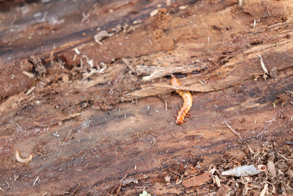 Velký Vřešťov, 1.5.2022
Vřešťovská bažantnice. Larva lesáka Cucujus cinnaberinus.
Keywords: Velký Vřešťov Vřešťovská bažantnice