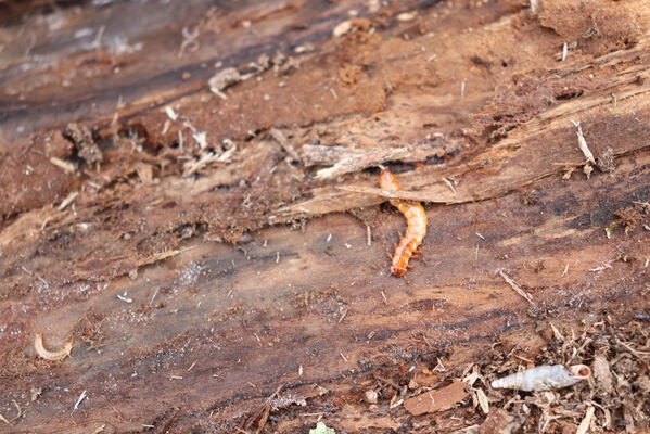 Velký Vřešťov, 1.5.2022
Vřešťovská bažantnice. Larva lesáka Cucujus cinnaberinus.
Klíčová slova: Velký Vřešťov Vřešťovská bažantnice