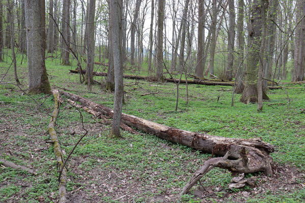 Velký Vřešťov, 1.5.2022
Vřešťovská bažantnice.
Keywords: Velký Vřešťov Vřešťovská bažantnice