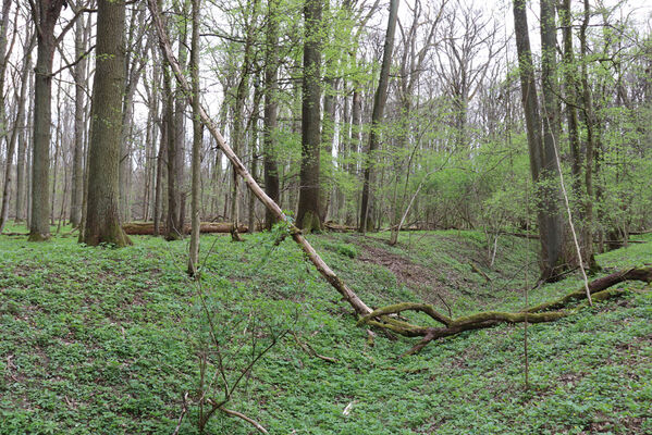 Velký Vřešťov, 1.5.2022
Vřešťovská bažantnice.
Keywords: Velký Vřešťov Vřešťovská bažantnice