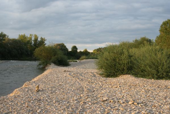 Bolešov, 8.8.2017
Štěrkové náplavy Váhu.
Keywords: Bolešov Váh Zorochros dermestoides quadriguttatus