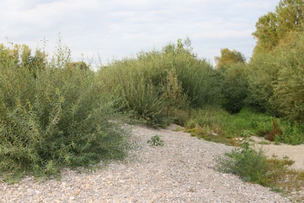 Bolešov, 8.8.2017
Štěrkové náplavy Váhu.
Klíčová slova: Bolešov Váh Zorochros dermestoides quadriguttatus