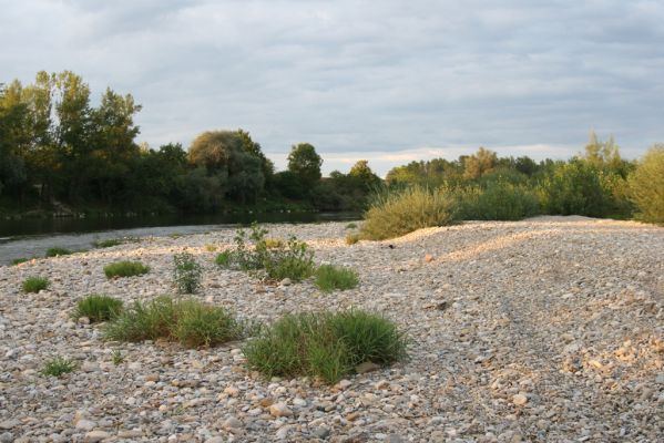 Bolešov, 8.8.2017
Štěrkové náplavy Váhu.
Schlüsselwörter: Bolešov Váh Zorochros dermestoides quadriguttatus