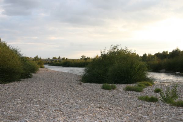 Bolešov, 8.8.2017
Štěrkové náplavy Váhu.
Schlüsselwörter: Bolešov Váh Zorochros dermestoides quadriguttatus