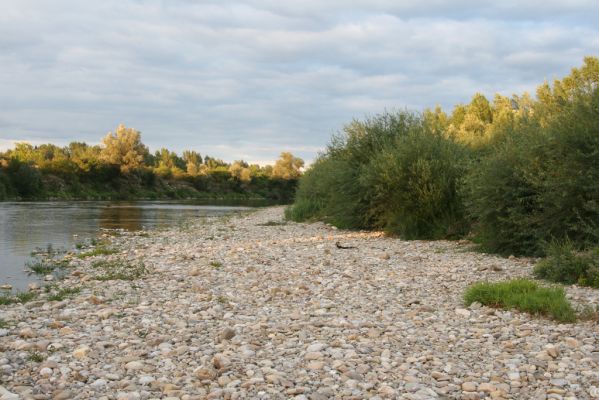 Bolešov, 8.8.2017
Štěrkové náplavy Váhu.
Schlüsselwörter: Bolešov Váh Zorochros dermestoides quadriguttatus