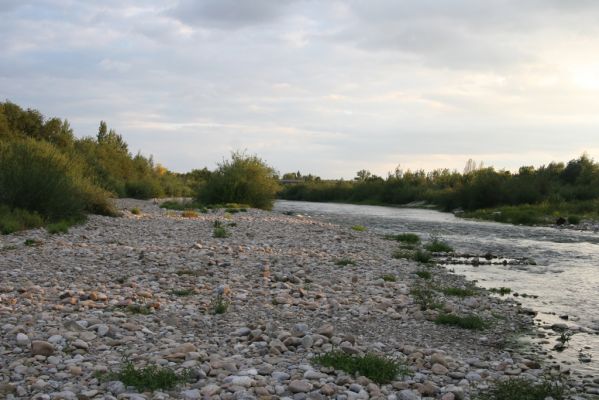 Bolešov, 8.8.2017
Štěrkové náplavy Váhu.
Schlüsselwörter: Bolešov Váh Zorochros dermestoides quadriguttatus