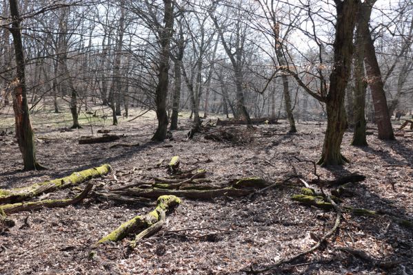 Valtice, 22.3.2019
Boří les - U Pralesa.
Schlüsselwörter: Valtice Boří les U Pralesa Ectamenogonus montandoni Brachygonus dubius