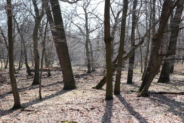 Valtice, 22.3.2019
Boří les - U Pralesa.
Keywords: Valtice Boří les U Pralesa Ectamenogonus montandoni Brachygonus dubius