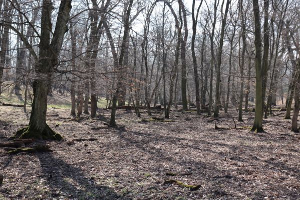 Valtice, 22.3.2019
Boří les - U Pralesa.
Keywords: Valtice Boří les U Pralesa Ectamenogonus montandoni Brachygonus dubius