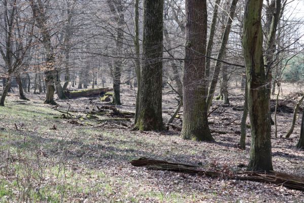 Valtice, 22.3.2019
Boří les - U Pralesa.
Klíčová slova: Valtice Boří les U Pralesa Ectamenogonus montandoni Brachygonus dubius