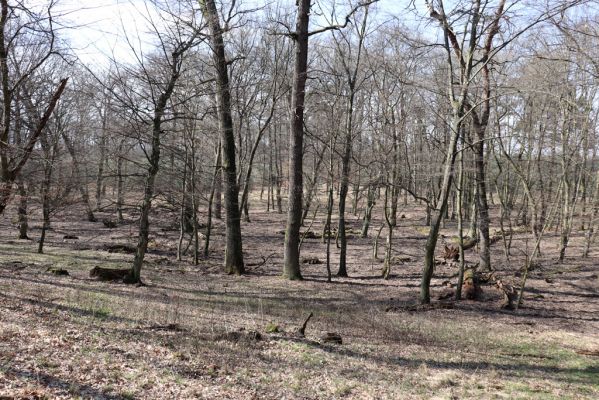 Valtice, 22.3.2019
Boří les - U Pralesa.
Keywords: Valtice Boří les U Pralesa Ectamenogonus montandoni Brachygonus dubius