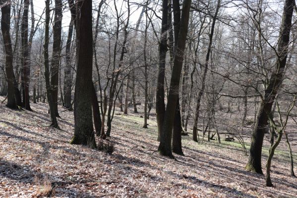 Valtice, 22.3.2019
Boří les - U Pralesa.
Klíčová slova: Valtice Boří les U Pralesa Ectamenogonus montandoni Brachygonus dubius