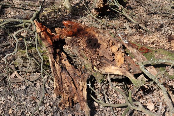 Valtice, 22.3.2019
Boří les - U Pralesa. Rozlomená dutina v dubu osídlená kovaříky Ectamenogonus montandoni Brachygonus dubius.
Schlüsselwörter: Valtice Boří les U Pralesa Ectamenogonus montandoni Brachygonus dubius