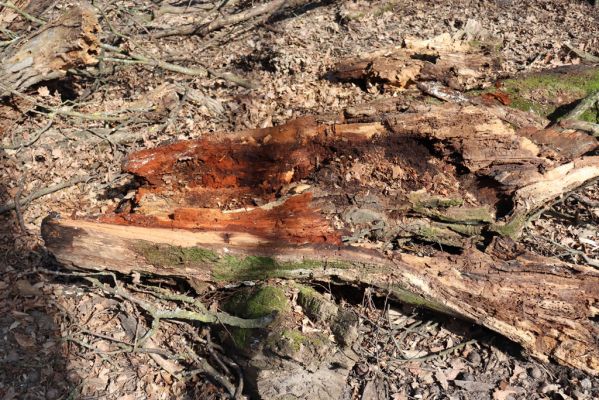 Valtice, 22.3.2019
Boří les - U Pralesa. Rozlomená dutina v dubu osídlená kovaříky Ectamenogonus montandoni Brachygonus dubius.
Schlüsselwörter: Valtice Boří les U Pralesa Ectamenogonus montandoni Brachygonus dubius