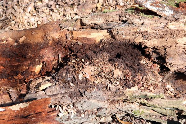 Valtice, 22.3.2019
Boří les - U Pralesa. Rozlomená dutina v dubu osídlená kovaříky Ectamenogonus montandoni Brachygonus dubius.
Mots-clés: Valtice Boří les U Pralesa Ectamenogonus montandoni Brachygonus dubius