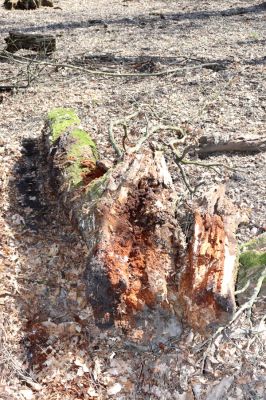 Valtice, 22.3.2019
Boří les - U Pralesa. Rozlomená dutina v dubu osídlená kovaříky Ectamenogonus montandoni Brachygonus dubius.
Keywords: Valtice Boří les U Pralesa Ectamenogonus montandoni Brachygonus dubius