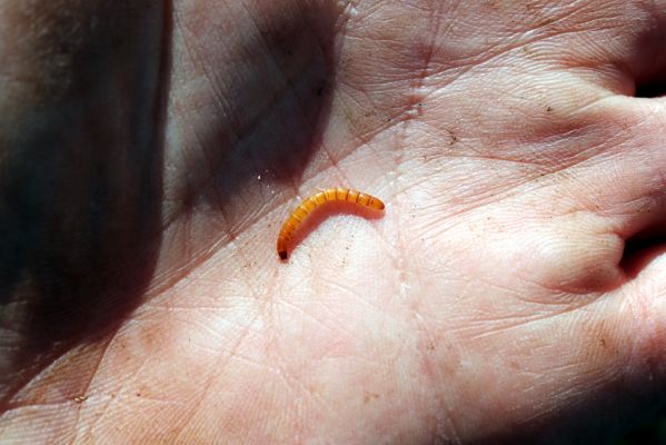 Valtice, 22.3.2019
Boří les - U Pralesa. Larva kovaříka Brachygonus dubius.
Klíčová slova: Valtice Boří les U Pralesa Brachygonus dubius