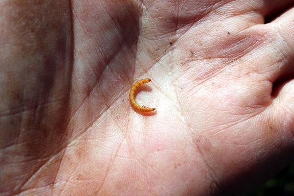 Valtice, 22.3.2019
Boří les - U Pralesa. Larva kovaříka Brachygonus dubius.
Klíčová slova: Valtice Boří les U Pralesa Brachygonus dubius