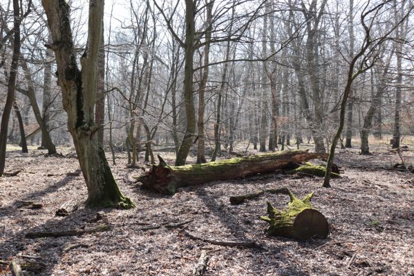 Valtice, 22.3.2019
Boří les - U Pralesa.
Mots-clés: Valtice Boří les U Pralesa Ectamenogonus montandoni Brachygonus dubius