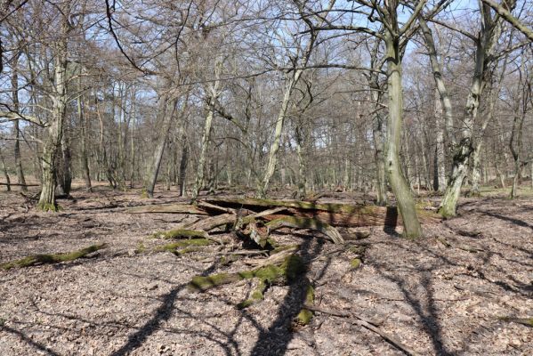 Valtice, 22.3.2019
Boří les - U Pralesa.
Mots-clés: Valtice Boří les U Pralesa Ectamenogonus montandoni Brachygonus dubius