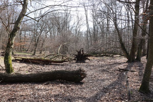 Valtice, 22.3.2019
Boří les - U Pralesa.
Mots-clés: Valtice Boří les U Pralesa Ectamenogonus montandoni Brachygonus dubius