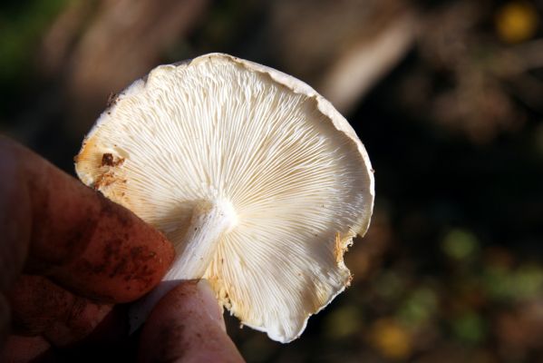 Valtice, 3.11.2015
Les u Rendez-vous. Strmělka z rodu Ossicaulis (O. lignatilis nebo O. lachnopus.) z trouchnivého dřeva na stěně dutiny rozlomeného kmene dubu.
Klíčová slova: Valtice Rendez-vous strmělka Ossicaulis