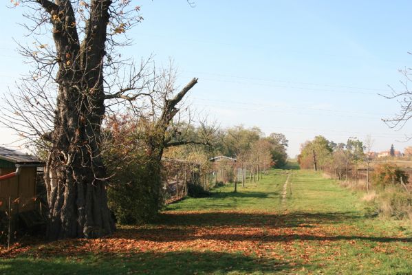 Valtice, 3.11.2015
Torzo Břeclavské aleje.
Schlüsselwörter: Valtice Břeclavská alej Elater ferrugineus Megapenthes lugens Ischnodes sanguinicollis