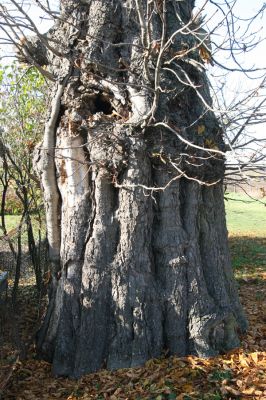 Valtice, 3.11.2015
Torzo Břeclavské aleje.
Klíčová slova: Valtice Břeclavská alej Elater ferrugineus Megapenthes lugens Ischnodes sanguinicollis