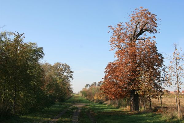 Valtice, 3.11.2015
Torzo Břeclavské aleje.
Klíčová slova: Valtice Břeclavská alej Elater ferrugineus Megapenthes lugens Ischnodes sanguinicollis