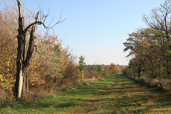 Valtice, 3.11.2015
Torzo Břeclavské aleje.
Keywords: Valtice Břeclavská alej