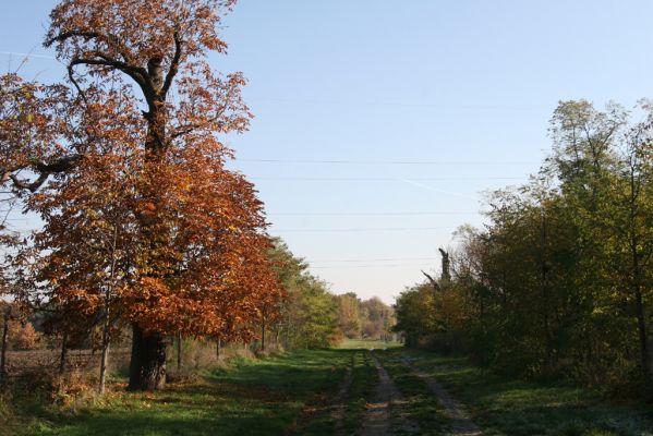 Valtice, 3.11.2015
Torzo Břeclavské aleje.
Klíčová slova: Valtice Břeclavská alej Elater ferrugineus Megapenthes lugens Ischnodes sanguinicollis