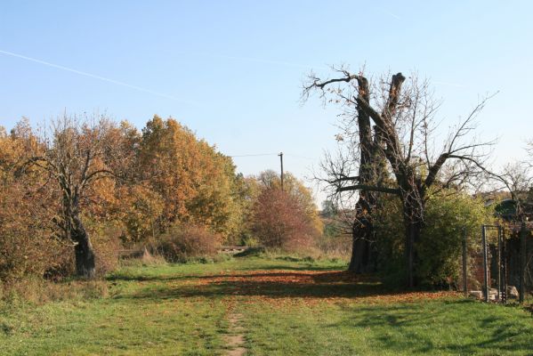 Valtice, 3.11.2015
Torzo Břeclavské aleje.
Schlüsselwörter: Valtice Břeclavská alej Elater ferrugineus Megapenthes lugens Ischnodes sanguinicollis