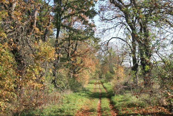 Valtice, 3.11.2015
Břeclavská alej.
Mots-clés: Valtice Břeclavská alej Ectamenogonus montandoni