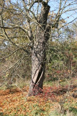 Valtice, 3.11.2015
Břeclavská alej.
Klíčová slova: Valtice Břeclavská alej