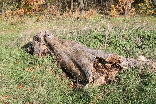 Valtice, 3.11.2015
Břeclavská alej.
Schlüsselwörter: Valtice Břeclavská alej