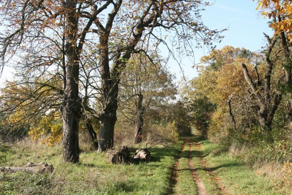 Valtice, 3.11.2015
Břeclavská alej.
Klíčová slova: Valtice Břeclavská alej Ectamenogonus montandoni