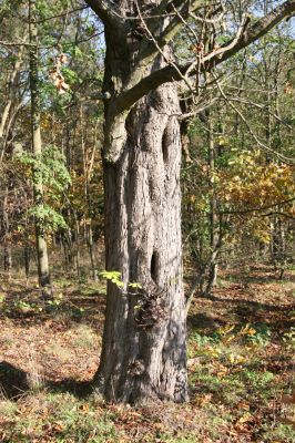 Valtice, 3.11.2015
Břeclavská alej.
Klíčová slova: Valtice Břeclavská alej