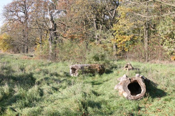 Valtice, 3.11.2015
Břeclavská alej.
Klíčová slova: Valtice Břeclavská alej