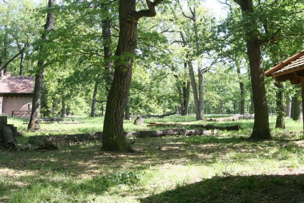 Valtice, 6.5.2018
Rendez-vous. Solitéry u Dianina chrámu.
Schlüsselwörter: Valtice Rendez-vous Ischnodes sangionicollis