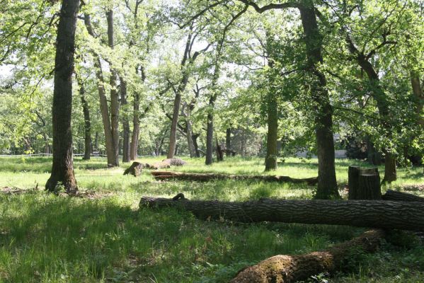 Valtice, 6.5.2018
Rendez-vous. Solitéry u Dianina chrámu.
Klíčová slova: Valtice Rendez-vous Ischnodes sanguinicollis