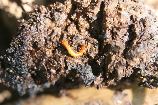 Valtice, 6.5.2018
Rendez-vous. Solitéry u Dianina chrámu. Larva kovaříka Ectamenogonus montandoni v trouchu dutiny rozlomeného kmene dubu.
Klíčová slova: Valtice Rendez-vous Ectamenogonus montandoni