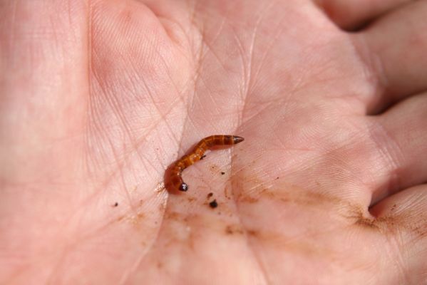 Valtice, 6.5.2018
Rendez-vous. Rozlomený dub u Dianina chrámu - larva kovaříka Ectamenogonus montandoni.
Keywords: Valtice Rendez-vous Ectamenogonus montandoni