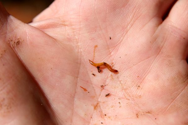 Valtice, 6.5.2018
Rendez-vous. Larva kovaříka Ischnodes sanguinicollis.
Schlüsselwörter: Valtice Rendez-vous Ischnodes sanguinicollis