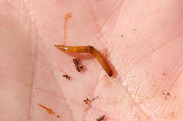 Valtice, 6.5.2018
Rendez-vous. Larva kovaříka Ischnoses sanguinicollis.
Schlüsselwörter: Valtice Rendez-vous Ischnodes sanguinicollis