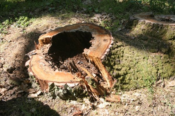 Valtice, 6.5.2018
Rendez-vous. Pokácený dub u Dianina chrámu. Biotop kovaříka Ischnoses sanguinicollis.
Schlüsselwörter: Valtice Rendez-vous Ischnodes sanguinicollis